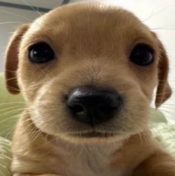 prdpookiebear